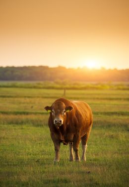 LE LIMOUSIN-À la Découverte des Trésors Cachés du Limousin (1)