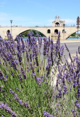 avignon
